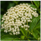 Elderflower