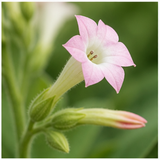 Tobacco Flower