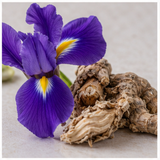 Italian Iris