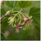 Blackcurrant flower