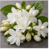 Egyptian Jasmine