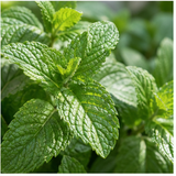 Spearmint