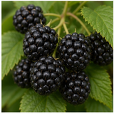 Blackberry