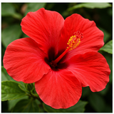 Hibiscus