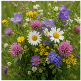 Wildflowers