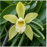 Vanilla Orchid