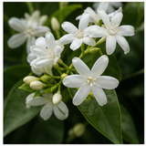Indian Jasmine