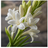 Indian Tuberose