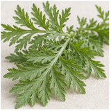 Artemisia