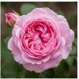 May Rose