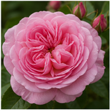 Bulgarian Rose