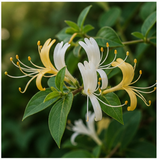 Honeysuckle