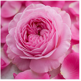 Moroccan Rose