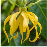 Ylang-Ylang