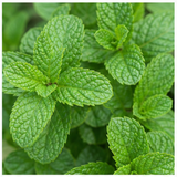Mint