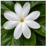 Tiare Flower