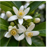 Lemon blossom