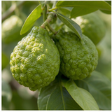 Sicilian Bergamot