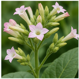Tobacco Blossom