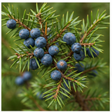 Juniper