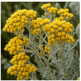 Immortelle