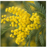 Mimosa