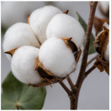 Cotton flower