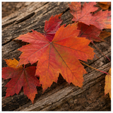 Maple