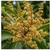 Mango blossom