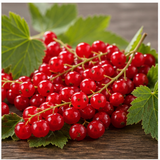 Redcurrant