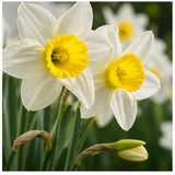 Narcissus