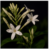 Night-blooming jasmine