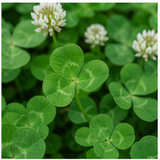 Clover
