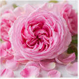 Rose Damascena