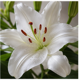Lily