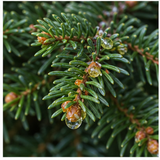 Fir Balsam