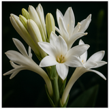 Night-Blooming Tuberose