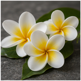 Frangipani