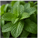 Peppermint