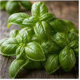 Sweet Basil