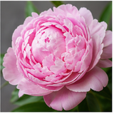 Peony