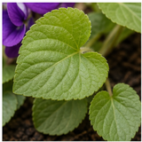 Violet Leaf